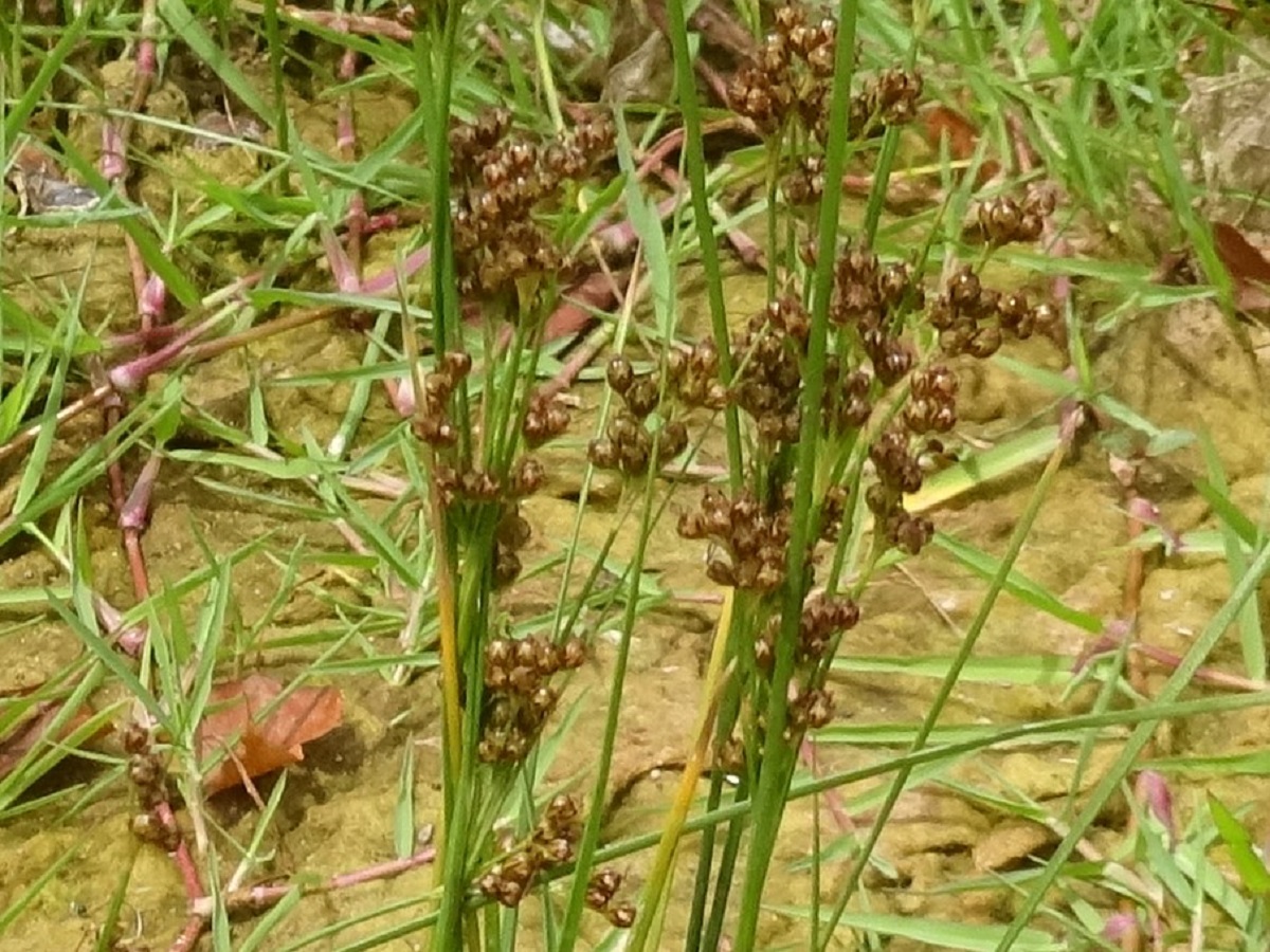 Juncus compressus (Juncaceae)